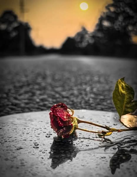 শেষবিন্দুতেও গল্প থাকে, শুধু বলার মানুষ থাকে না!🌸💔