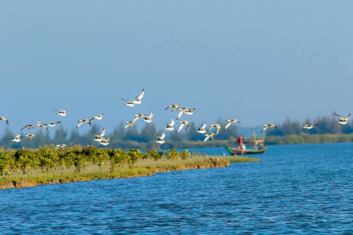 উড়ে যায় বক পাখি। বক পাখি উড়ে যাওয়ার সুন্দর দৃশ্য। পাখি উড়ে যাওয়ার দৃশ্য।