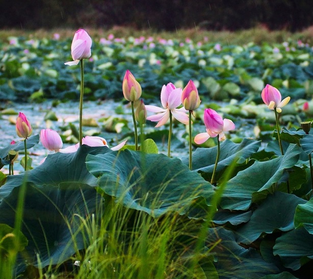 পদ্ম বিল🪷
সিরাজগঞ্জ, বাংলাদেশ।