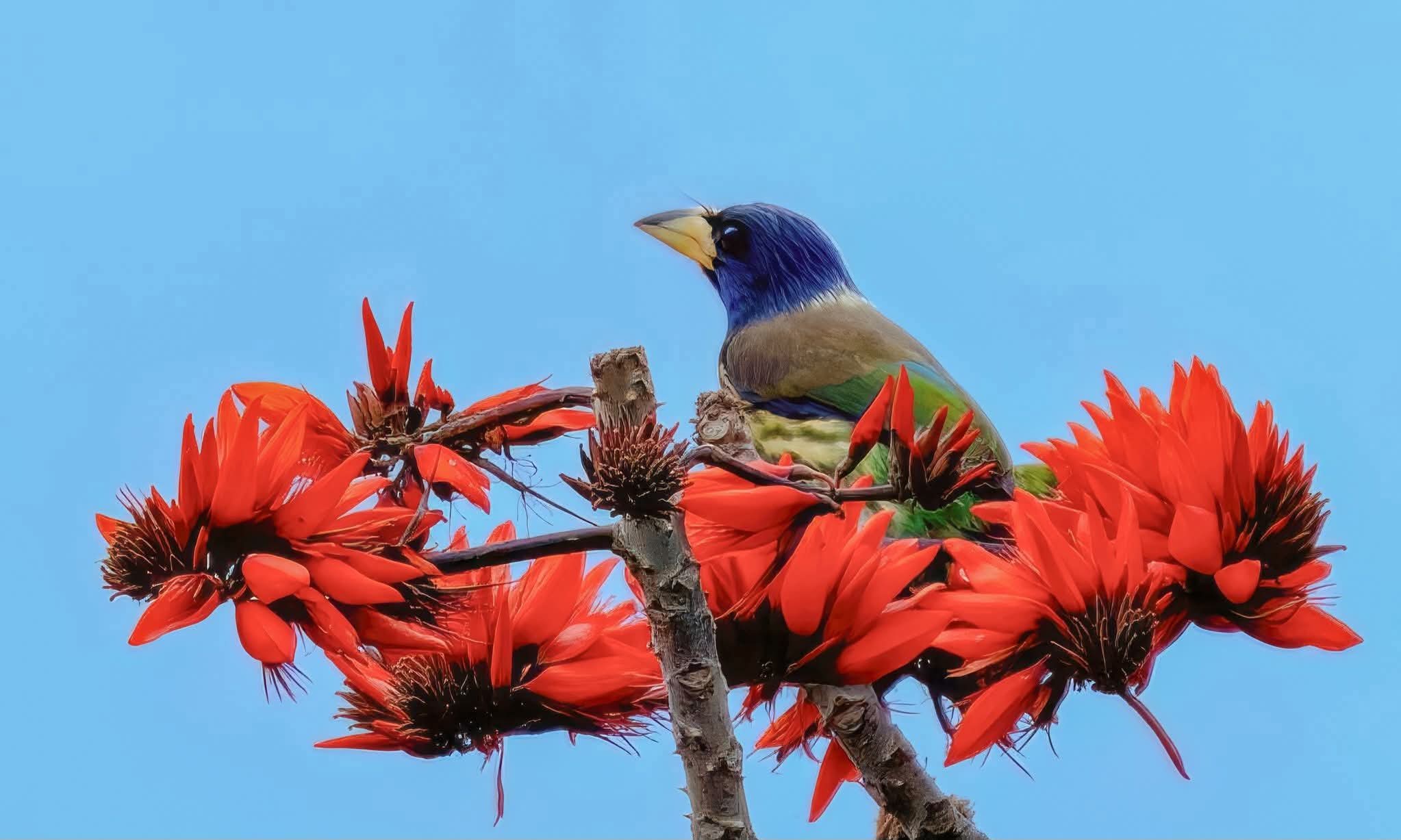 শিমুল গাছের ডালের শালিক পাখি বসে থাকার সুন্দর দৃশ্য। শিমুল ফুলের সুন্দর দৃশ্য।