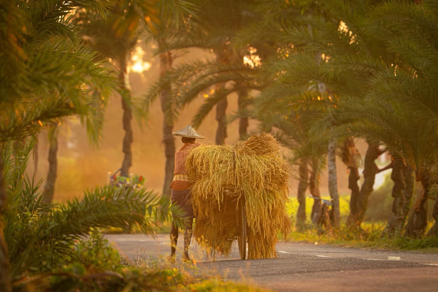 সোনালি আলোয় গ্রামীণ জীবন। গ্রামের মানুষের জীবন যাপনের দৃশ্য। গ্রামের সুন্দর দৃশ্য। গ্রাম বাংলার সুন্দর ছবি।
