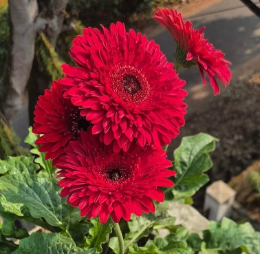 মা'শা'আল্লাহ, আল্লাহর সৃষ্টি কতই না সুন্দর! ফুলের সুন্দর ছবি। এক গুচ্ছ লাল ফুল। নাম না জানা এক গুচ্ছ লাল ফুল।