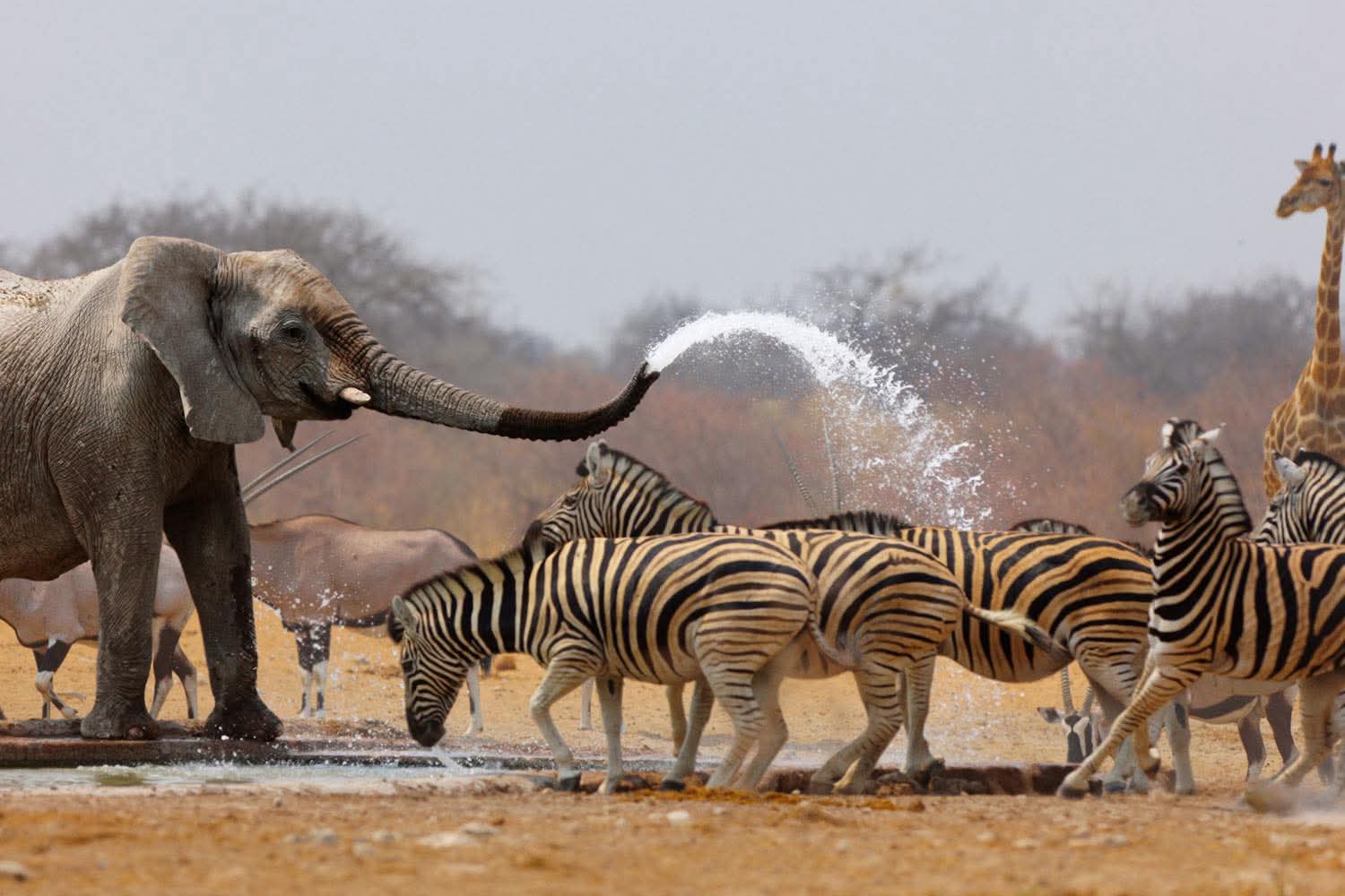 Etosha National Park, Namibia 🇳🇦