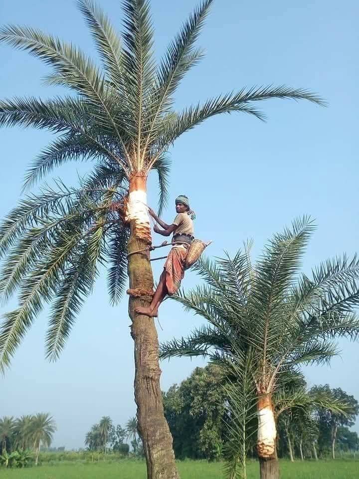 শীতের সকালের খেজুরে রস সংগ্রহ দৃশ্য। খেজুর গাছের সুন্দর দৃশ্য।
