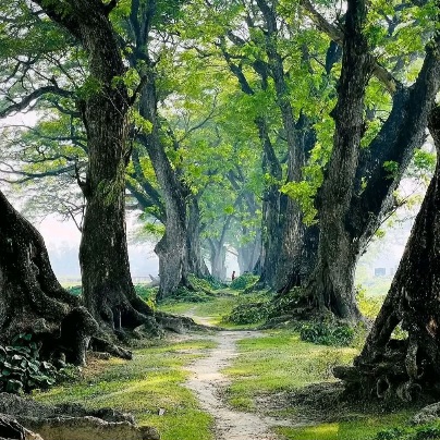 প্রকৃতির সুন্দর দৃশ্য। বাংলার প্রকৃতির সুন্দর ছবি।