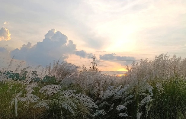 নীরবতা, স্নিগ্ধতা, আর এক মুঠো আকাশ, কাশফুলের সাথে। কাশফুলের সুন্দর দৃশ্য। কাশফুলের সুন্দর ছবি। 🌿