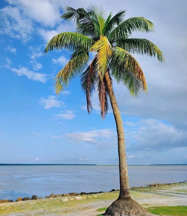 নান্দনিক নিঝুম দ্বীপ, হাতিয়া, নোয়াখালি। নিঝুম দ্বীপের সুন্দর ছবি। নোয়াখালির সুন্দর দৃশ্য।