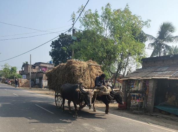 বিলুপ্তির পথে প্রায় গ্রাম বাংলার এই ঐতিহ্যবাহী গরু মহিষের গাড়ির অবস্থা।