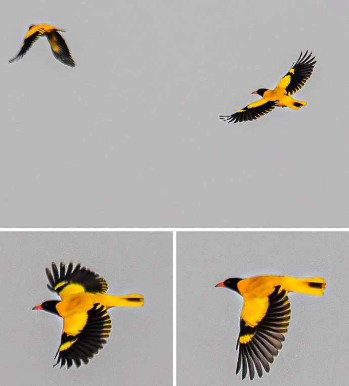 উড়ন্ত অবস্থায় সব পাখিই অন্যরকম সুন্দর দেখায়, হলুদ পাখি, বেনেবউ।