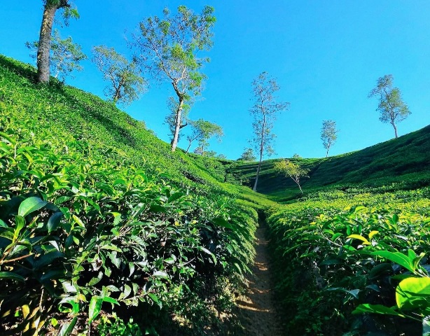 শ্রীমঙ্গলের একটি চমৎকার চা বাগান। শ্রীমঙ্গলের সুন্দর দৃশ্য। চা বাগানের সুন্দর দৃশ্য।