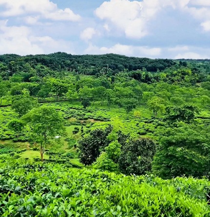 হবিগঞ্জের পাহাড়-সবুজে লুকিয়ে আছে শান্তির সবচেয়ে সুন্দর গল্পগুলো।🌿