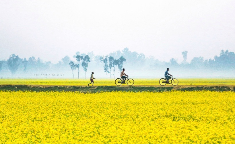 সরিষা খেতের সুন্দর ছবি। সরিষা ফুলের সুন্দর ছবি। গ্রাম বাংলার মেঠোপথের ছবি! সিরাজগঞ্জ, বাংলাদেশ।