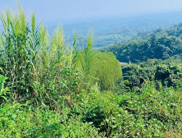 সীতাকুণ্ড চন্দ্রনাথ পাহাড়ের সুন্দর দৃশ্য। পাহাড়ের সুন্দর ছবি। সীতাকুণ্ডের সুন্দর ছবি।