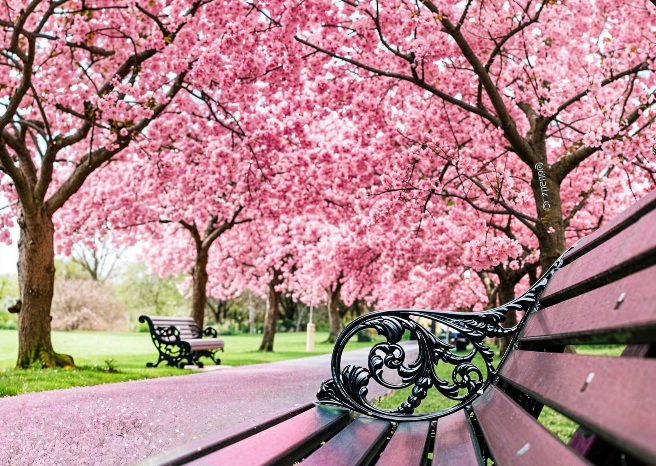 🌸 Cherry blossom paradise in Washington DC, USA!