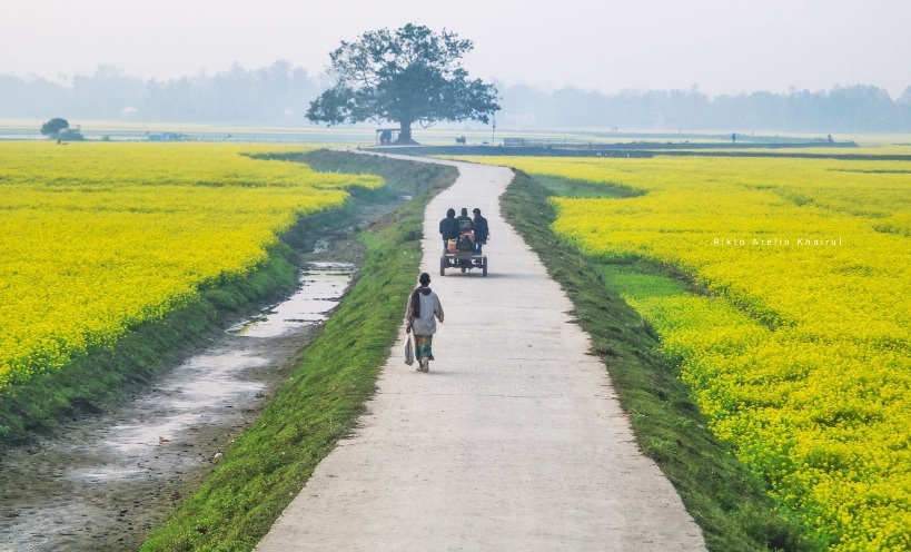 সরিষা ক্ষেত সুন্দর দৃশ্য। সরিষা ফুলের সুন্দর ছবি। গ্রাম বাংলার মেঠোপথের সুন্দর দৃশ্য।উত্তরবঙ্গের মেঠোপথ ছবির চেয়েও সুন্দর!উল্লাপাড়া, সিরাজগঞ্জ, বাংলাদেশ।