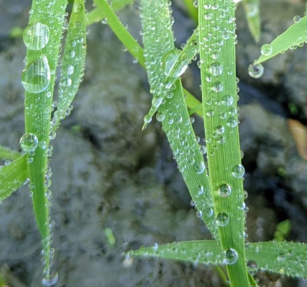 ঘাসের উপর শিশির বিন্দু সুন্দর দৃশ্য। শিশির বিন্দু সুন্দর ছবি।