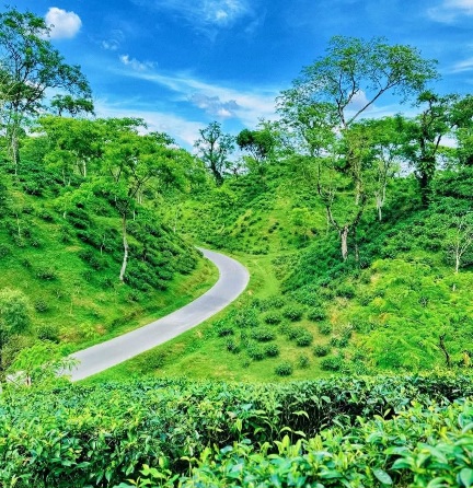 চা বাগানের ভেতর দিয়ে, এই অদ্ভুত সুন্দর রাস্তাটি মৌলভীবাজার-কুলাউড়া সড়ককে দিয়েছে নান্দনিক মাত্রা।❤️