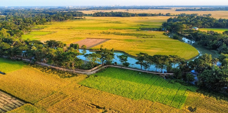 মাঠ ভরা কৃষকের সোনালী ধান।🌾🌾🌾