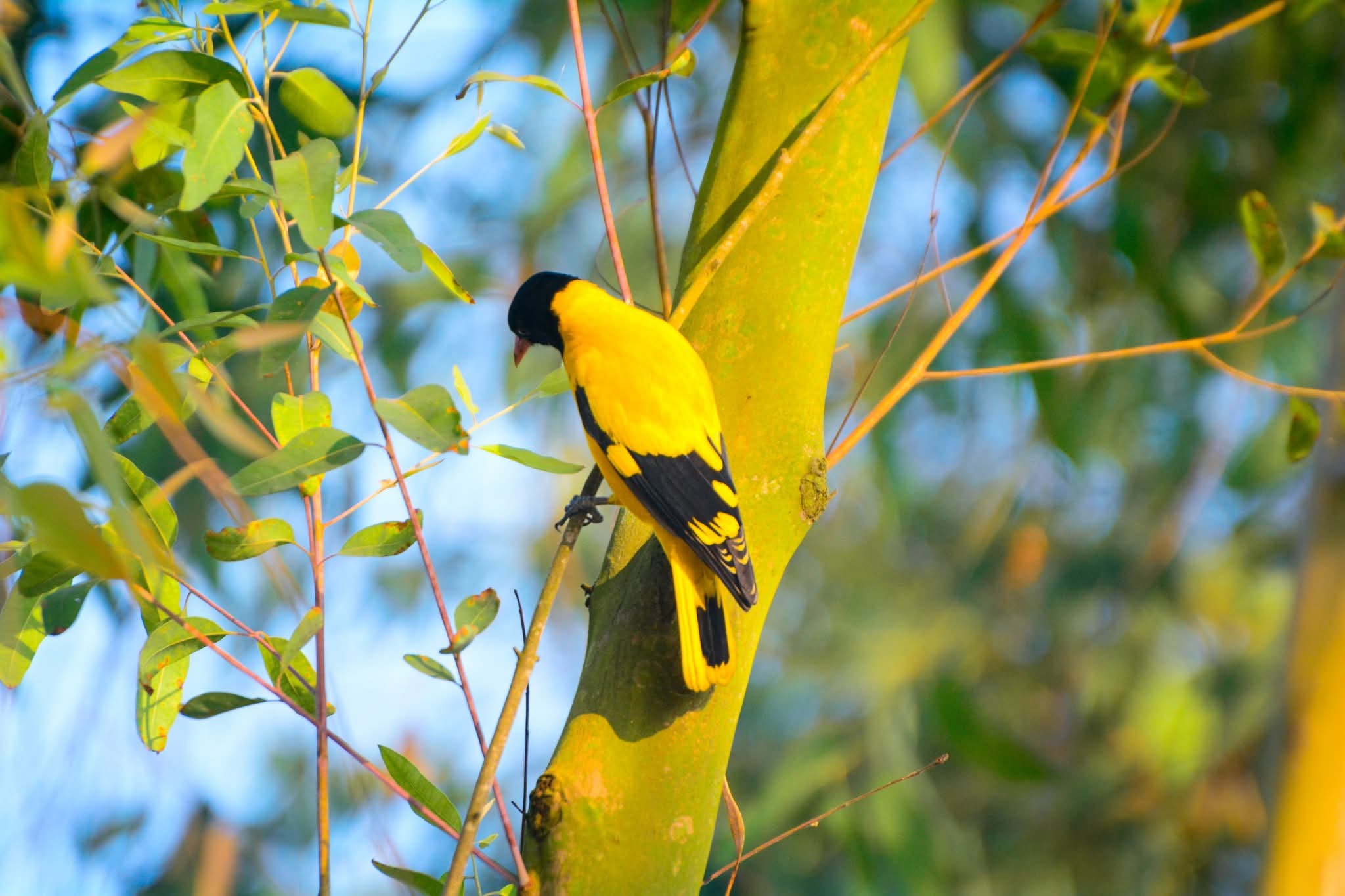গাছের ডালে বসে থাকা সুন্দর হলদে পাখি।🦜