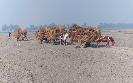 আধুনিকতার ভিড়েও টিকে থাকা ঘোড়ার গাড়ি গ্রামীণ অর্থনীতির এক অপরিহার্য অংশ।