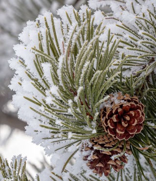 Pine cones dusted with snow, nature’s Christmas ornaments.