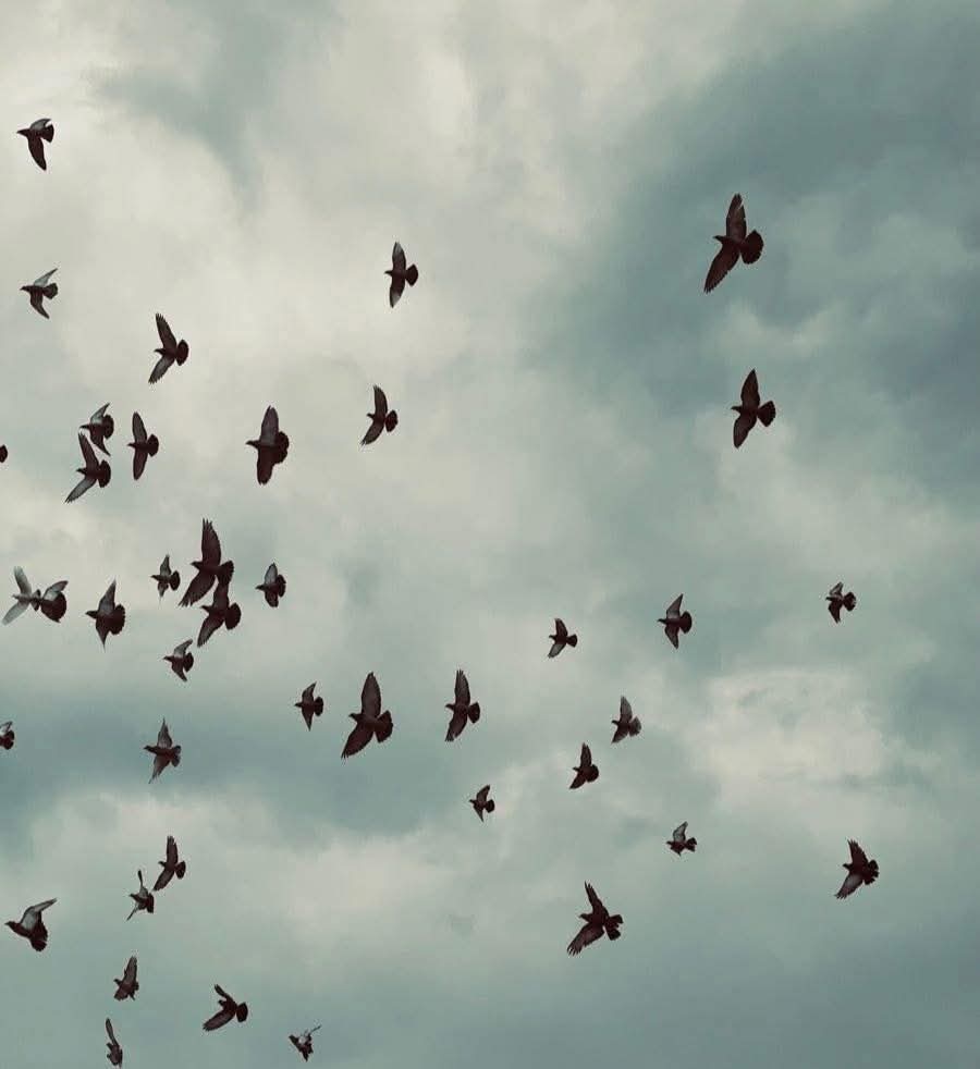 এক ঝাক পাখি উড়ে যাওয়ার সুন্দর দৃশ্য।🕊️