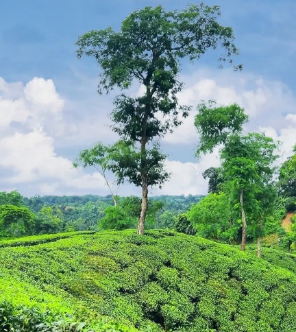 চা বাগানের নীরবতায় হারিয়ে যাক সব ক্লান্তি। চা বাগানের সুন্দর দৃশ্য।
