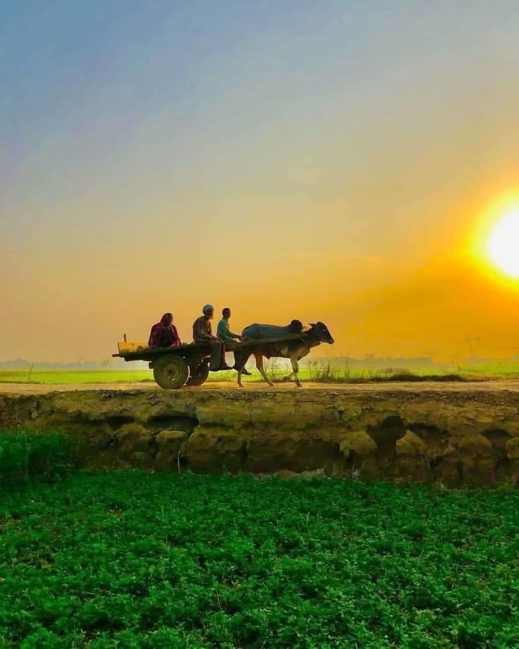 গ্রামের মাটির রাস্তা দিয়ে গরুর গাড়ি নিয়ে যাওয়ার সুন্দর দৃশ্য।