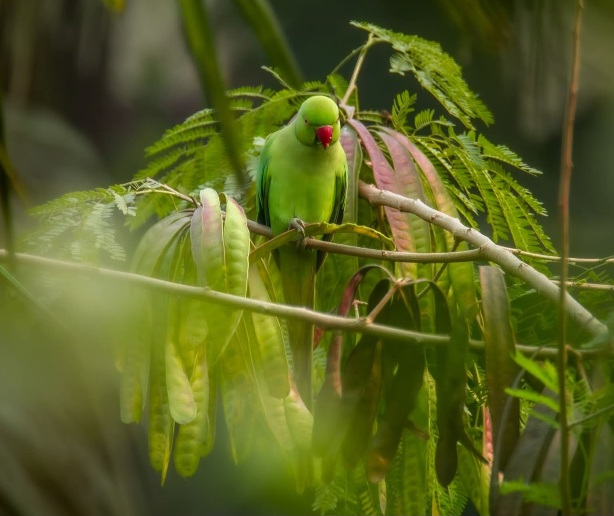 গাছের ডালে বসে থাকা সবুজ টিয়া।
ইংরেজি নাম Rose-ringed Parakeet
বৈজ্ঞানিক নাম Psittacula krameri 🦜