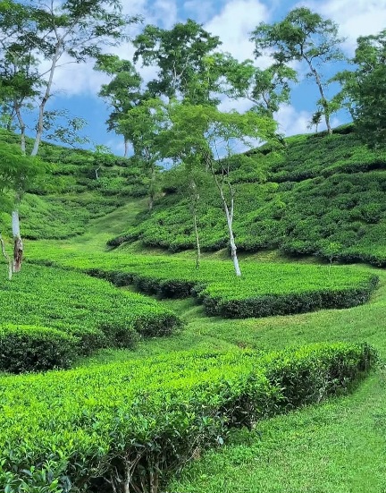 যেখানে সবুজই একমাত্র বিলাসিতা।🌿