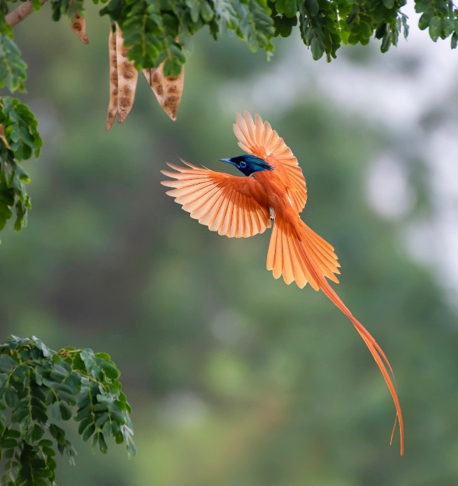 Bird of Paradise