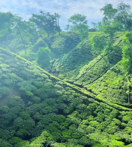 সবুজের ঢেউয়ে মোড়া পাহাড়, চায়ের পাতায় লেখা শান্তির গল্প।🌿