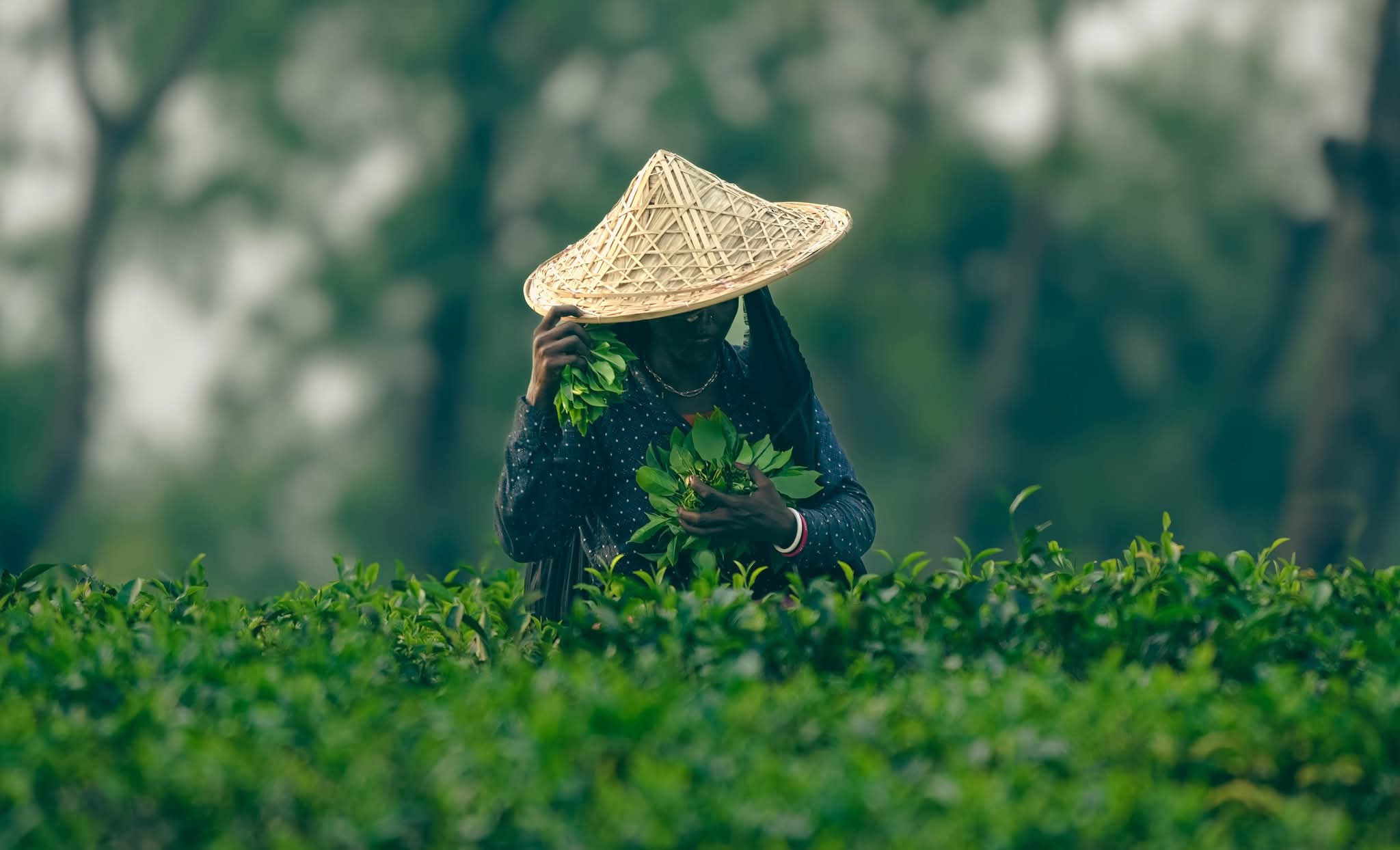 সবুজ ঢেউয়ে ভেসে থাকা চা বাগানের গল্প।🌿