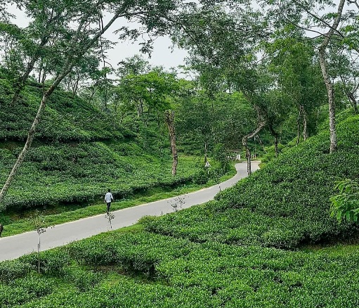 চা বাগান যেন সেই প্রশান্তির ঠিকানা!🥰