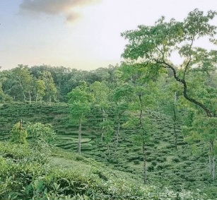 শ্রীলঙ্কা কিংবা দার্জিলিং নয়! আমাদের শ্রীমঙ্গলের চা বাগানগুলো এমনই সুন্দর।❤️