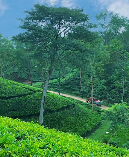 শহরের কোলাহল থেকে বহু দূরে, সবুজের রাজ্যে একটুখানি শান্তি।
