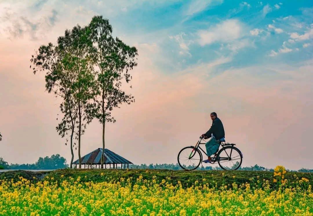 সরিষা ক্ষেতের মধ্যে দিয়ে সাইকেল চালিয়ে যাওয়ার সুন্দর দৃশ্য।