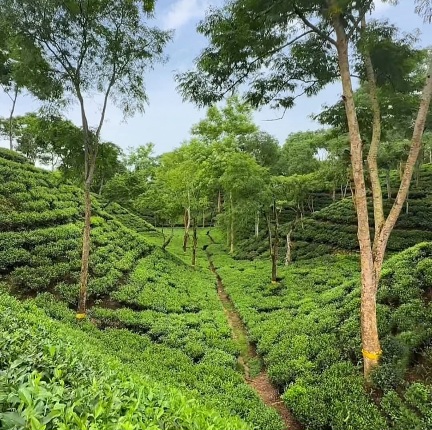 সবুজের গালিচায় মোড়ানো এক টুকরো শান্তি। চা বাগানের সুন্দর ছবি।