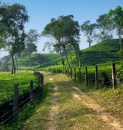 সবুজ চায়ের বাগানের এই পথটা যেন শান্তির ঠিকানায় নিয়ে যায়।🌿💚
