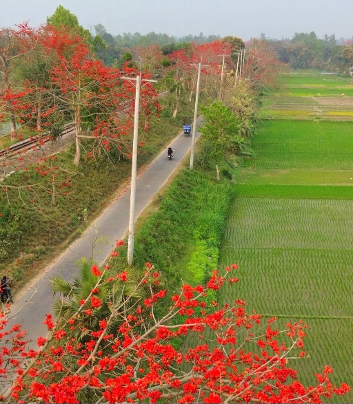 বসন্তের শিমুল ফুলের সুন্দর ছবি।
উল্লাপাড়া, সিরাজগঞ্জ, বাংলাদেশ।