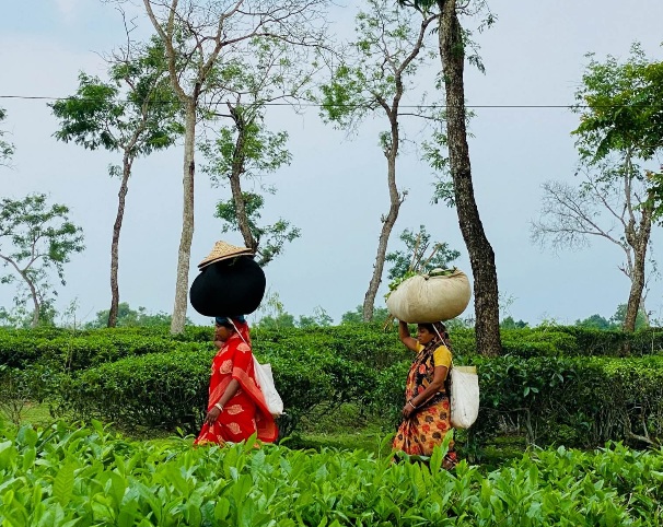 চা বাগানের সবুজ মায়াবী রূপকথা গল্প।🥰