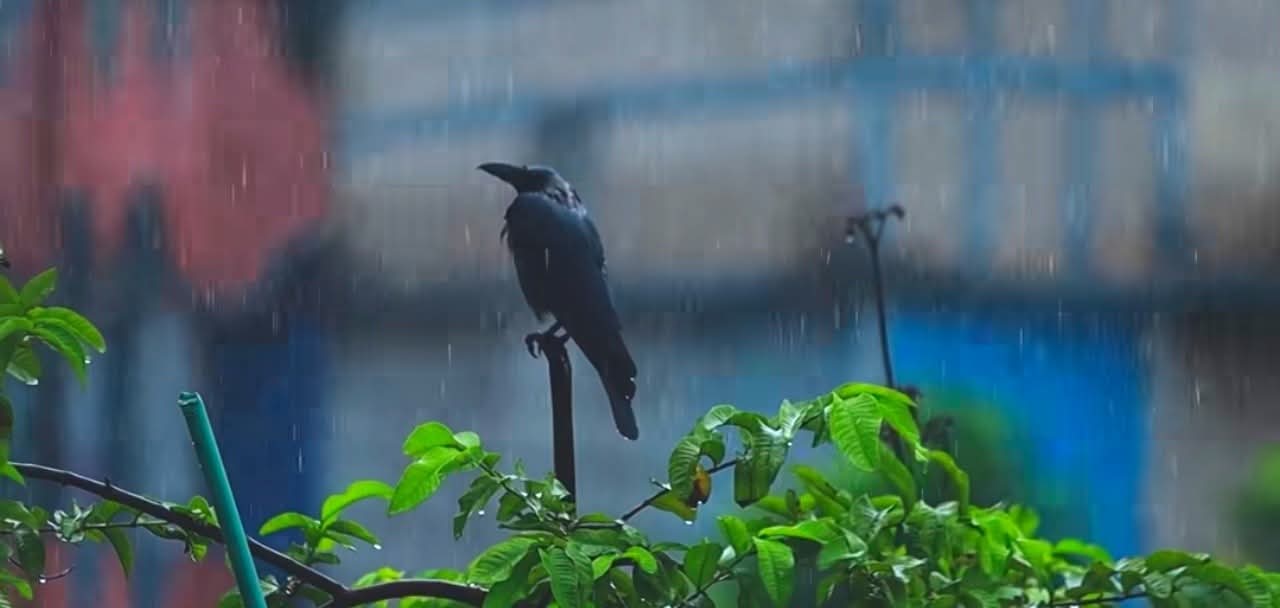 এত স্মৃতি, এত আবদার, এত প্রতিশ্রুতি, মানুষ কীভাবে ভুলে যায়?🍂