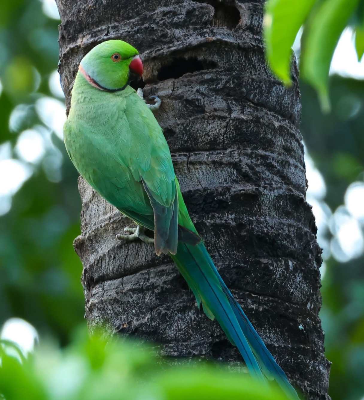 Rose ringed parakeet.