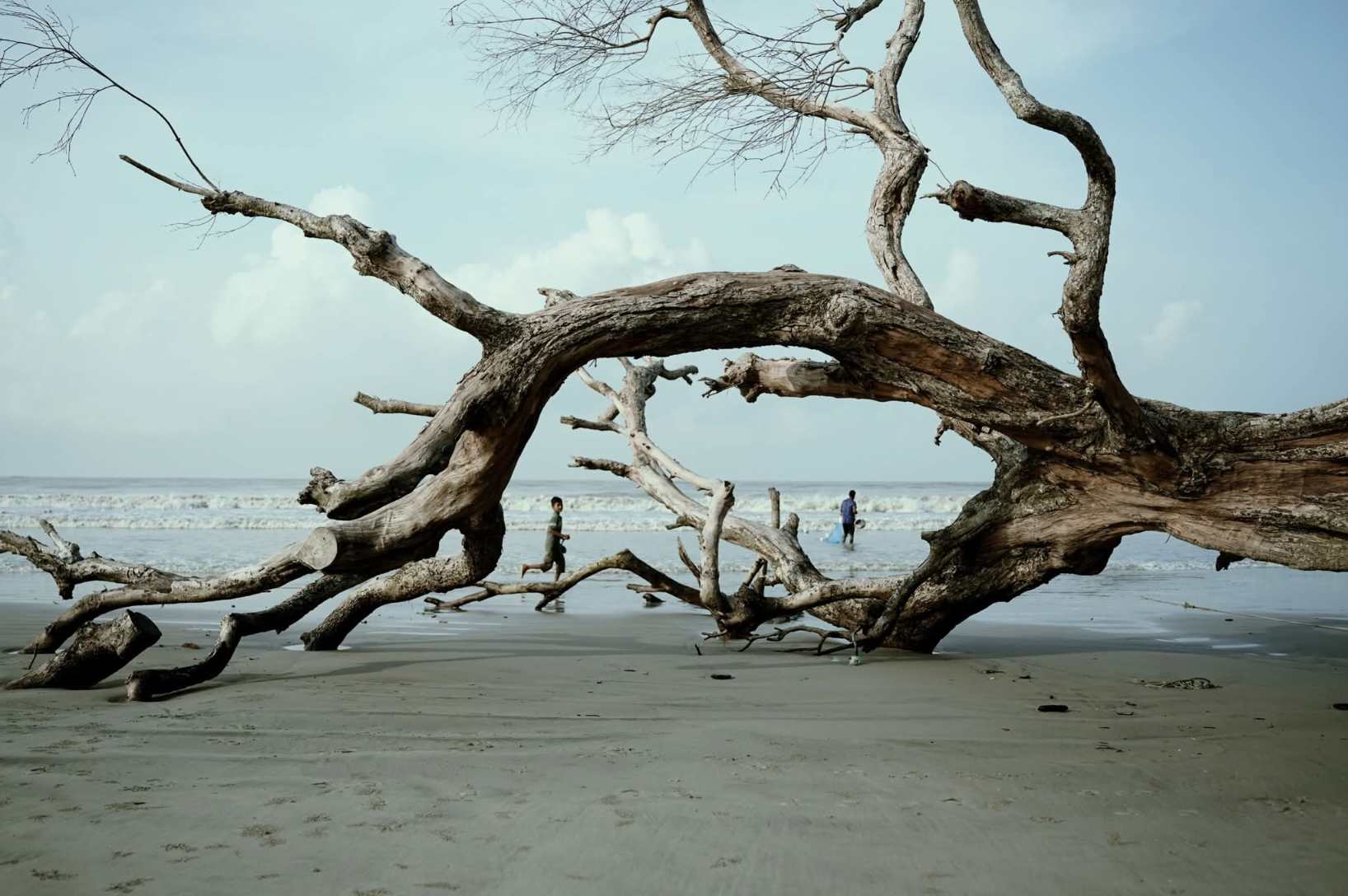 Between roots and waves, life runs free.