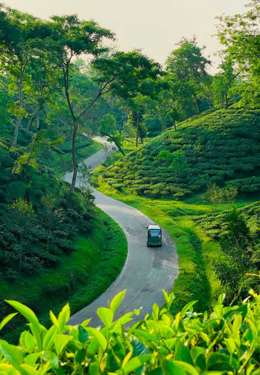 চা বাগানের সুন্দর দৃশ্য। চা বাগানের মধ্যে দিয়ে চলে যাওয়ার রাস্তার সুন্দর দৃশ্য।