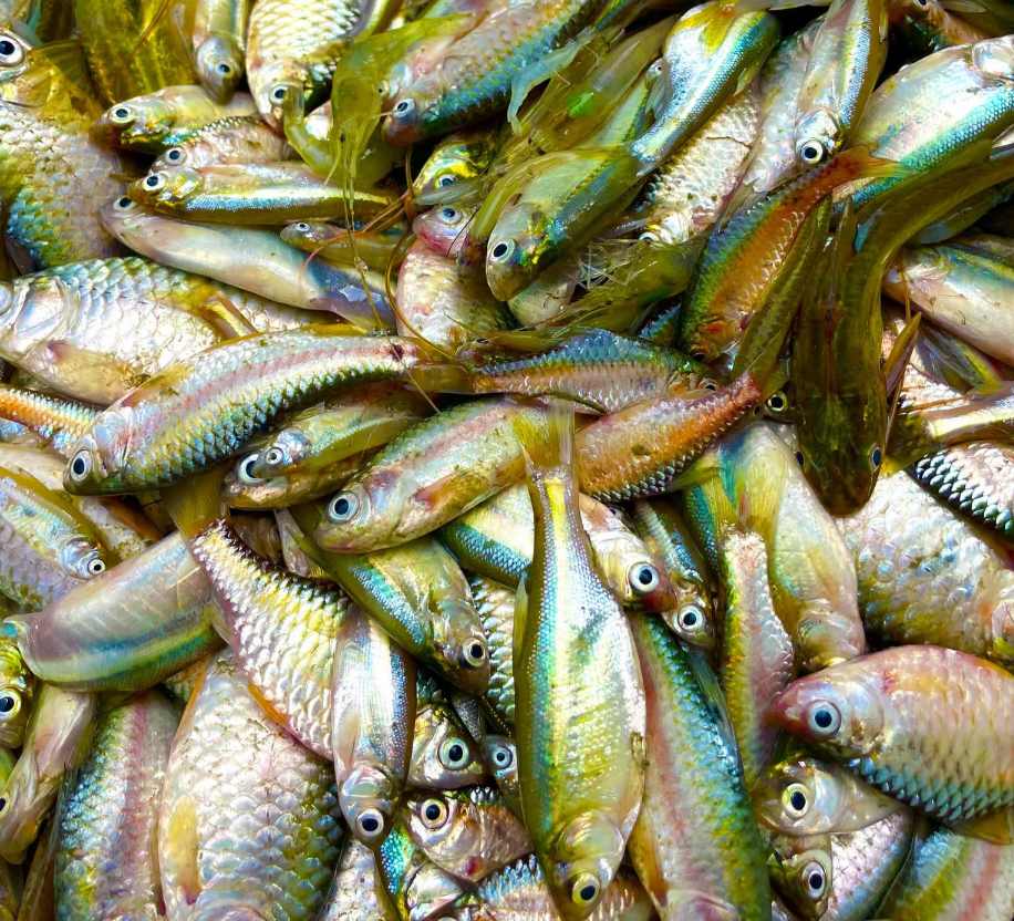 বিলের টাটকা সুস্বাদু মাছ।