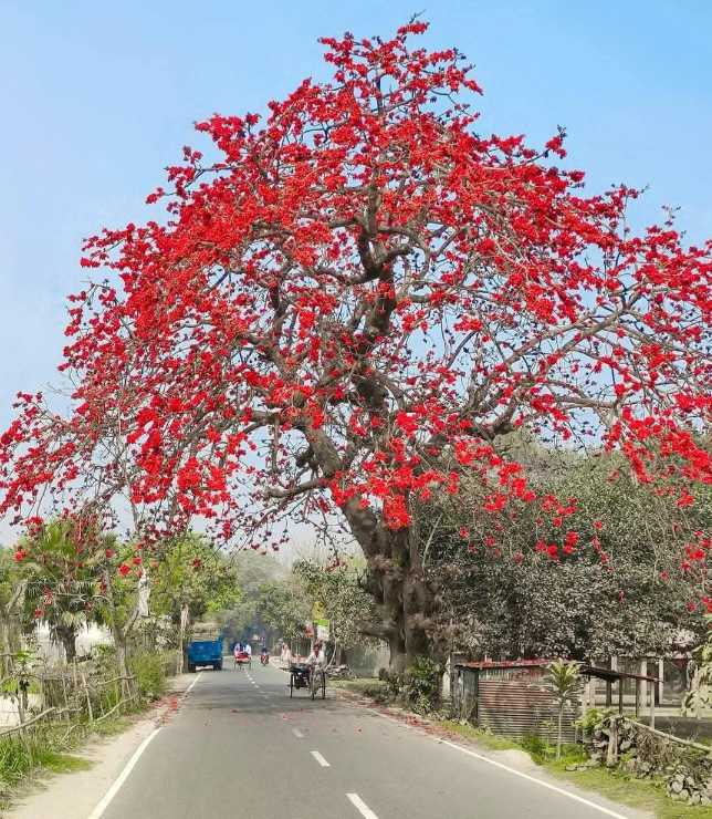 শিমুলের ছায়ায় পথ ফাগুনের কাব্য।❤️
সিরাজগঞ্জ, বাংলাদেশ।🇧🇩