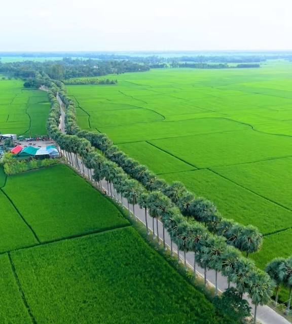 গ্রামবাংলার সৌন্দর্যের প্রতিচ্ছবি। ঘুঘুডাঙ্গা তালগাছ সড়কের সুন্দর দৃশ্য।