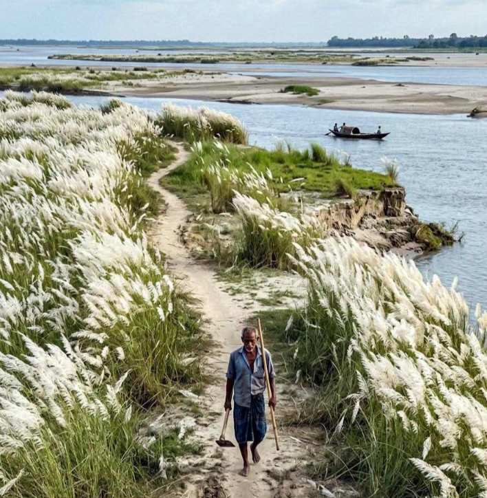 পদ্মা–যমুনার চরজীবনের সরল পথ, দুপাশে কাশফুল আর সামনে নদী! এই পথেই মিশে আছে একজন চরবাসীর প্রতিদিনের জীবন ও জীবিকার গল্প। 

#পদ্মাযমুনা #চরজীবন #গ্রামবাংলা #কাশফুল #বাংলাদেশ