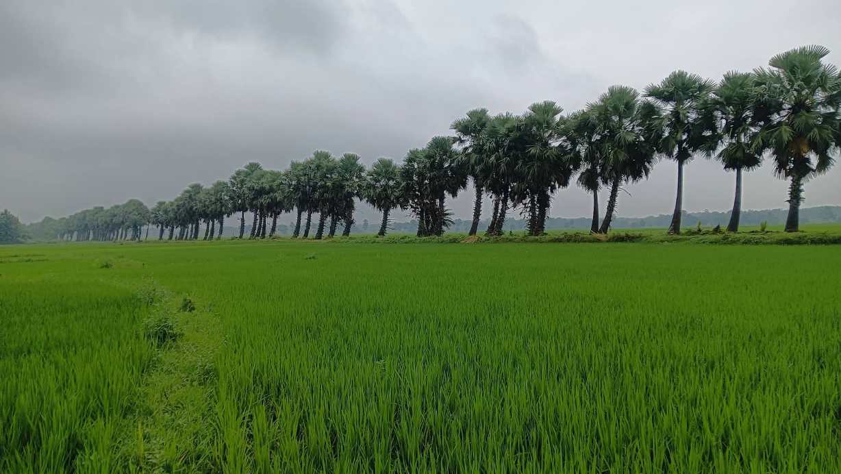 সারি সারি তাল গাছের সুন্দর ছবি।🌴🌴🌴
#bestphotography #photos #naturephotography #তালগাছ